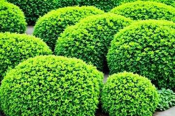 Green garden bushes