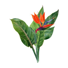 Watercolor tropical flowers strelitzia and greenery arrangements