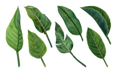 Watercolor strelitzia greenery. Hand drawn plant of bird of paradise. Bright tropical leaves