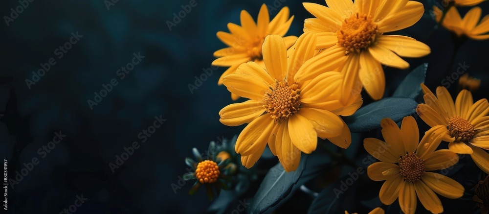 Poster Sunny yellow blooms set against a dark backdrop evoke a springtime or Easter atmosphere creating a cheerful mood in the copy space image