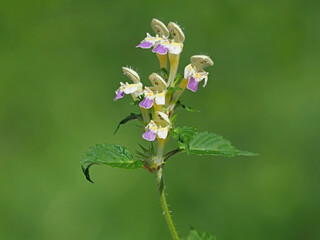 The large-flowered hemp-nettle or Edmonton hempnettle plant with flowers, Galeopsis speciosa