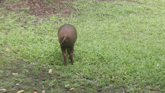 Babirusa (Babyrousa babyrussa) was eating food on the ground in the zoo