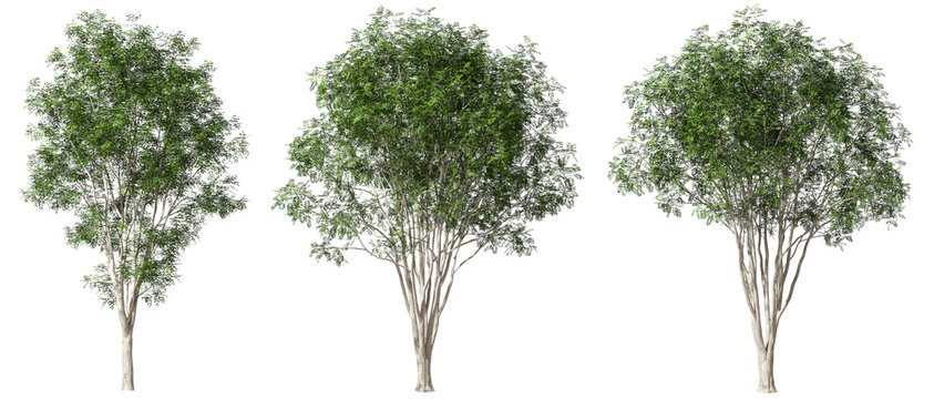 Cutout outside parks trees botany on transparent backgrounds 3d rendering png