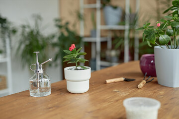 Close up background image of tiny houseplant pot and gardening supplies on rustic wooden table indoors copy space