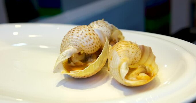 fresh raw Rapana bezoar Linnaeus. Sea Snail seafood gastropods and snails