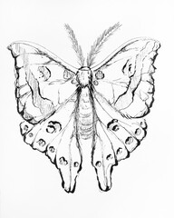 Hand drawn illustration of a butterfly 