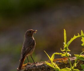 portrait d'un oiseau maman rouge-queue, arrivant avec des insectes au bec pour alimenter les bébés