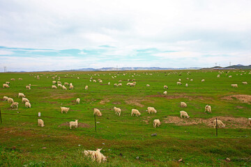 Obraz premium The sheep of the grasslands