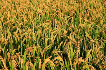 Paddy fields of autumn, the harvest scene