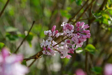purple lilac bush flover closeup