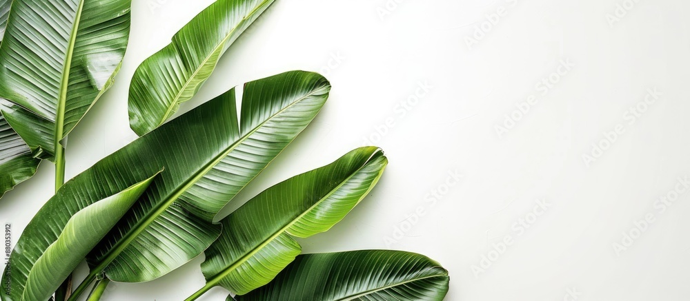 Canvas Prints banana leaves on a blank white surface with copy space image