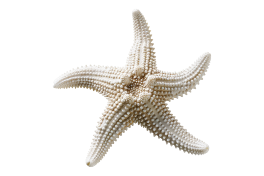 White starfish isolated on transparent background - Powered by Adobe