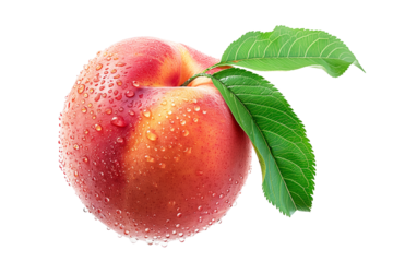 A closeup view of a ripe, fresh peach or nectarine covered in dew drops, surrounded by green leaves isolated on white background.