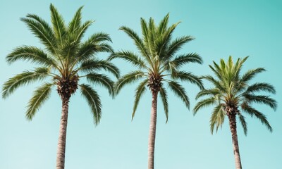 Three palm trees stand tall against a blue sky
