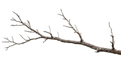 Obraz premium Bare tree branch isolated on white background