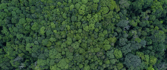 Aerial view texture and background of green tree forest, Lush green tree forest tropical jungle...