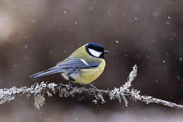 Naklejka premium Great tit (Parus major) sitting on a branch in snowfall in the garden in spring.