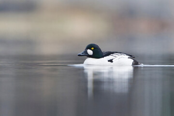 Common goldeneye (Bucephala clangula) male swimming in the lake in spring.	
