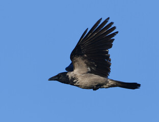 Hooded crow (Corvus cornix) flying in the blue sky in spring.