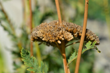 Yarrow seeds 