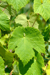 Grape Supaga leaves