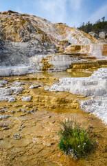 Palette Springs. Devils thumb at the Mammoth Hot Springs. Yellowstone National Park. Wyoming. USA