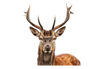 Buk deer isolated on transparent background