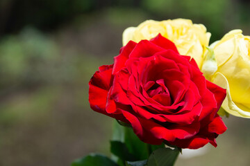 赤と黄色のばら