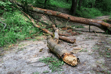 One large fallen tree lies on a forest path in the forest. A broken tree fell on the road among the trees in nature in the forest