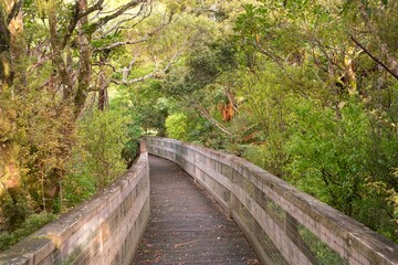 footpath in the woods