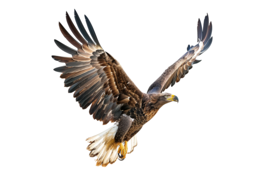 Eagle isolated on transparent background