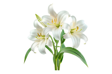 Fototapeta premium Easter lilies isolated on transparent background
