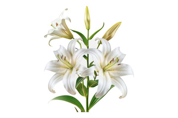Fototapeta premium Easter lilies isolated on transparent background