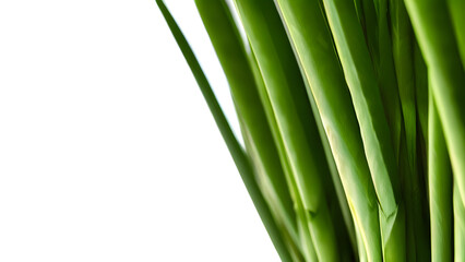 Obraz premium Green bamboo on white background