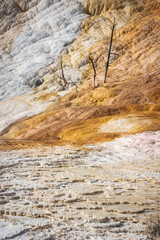 Palette Springs. Devils thumb at the Mammoth Hot Springs. Yellowstone National Park. Wyoming. USA