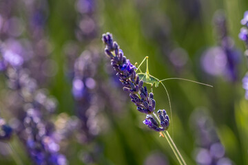 Green locust on a sprig of lavender in Provence, Valensole