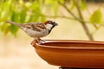 house sparrow, passer domesticus domesticus, perched on edge of terracotta bird bath, eye level,...