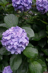 雨に濡れるあじさい