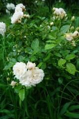 雨に濡れる白いバラ