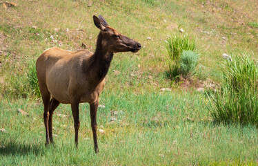 Elk Grazing in Yellowstone National Park