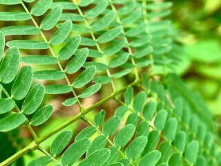 Caesalpinia pulcherrima, Tamarind green leaves have natural background.