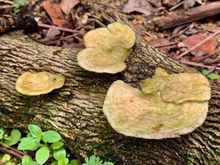 three mushrooms growing on a tree trunk