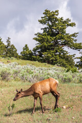 Elk Grazing in Yellowstone National Park