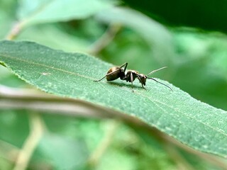 a small insect sitting on a leaf