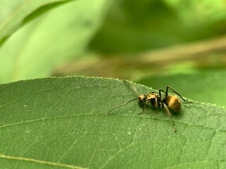 a small insect sitting on a leaf