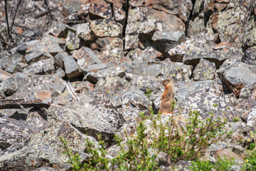 Sheepeater Cliffs at Yellowstone National Park