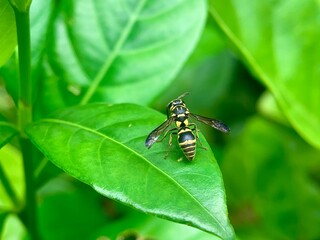a small wasp on a leaf