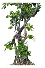 The trunk of the tree has vines growing up the tree. The vines are twisted and twisted. At the...