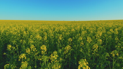 Rapeseed Flowers In Wind Against A Golden Sun In Evening. Dark Yellow Rapeseed Flowers At Sunset. Captivating Scene Of Natural World.