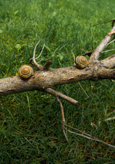 two snails on the broken tree branch in the garden